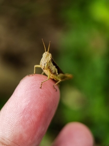 Baby green grasshopper sitting atop a finger; green blurry background.